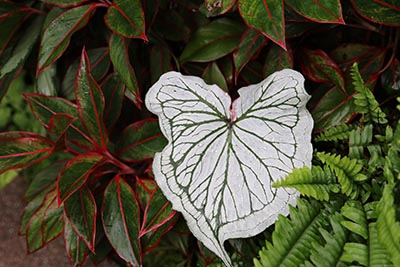 河南省普通高校名单(112所)