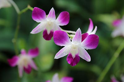 2017年高考志愿填报指南：录取批次合并填报攻略