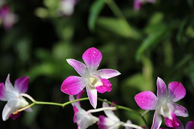 如何准备高职单招的面试环节，以提高成功录取的机会？