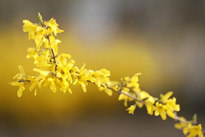 河北2023年艺考成绩查询入口高考艺术类专业统考成绩查询