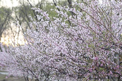 2022年度山东、河南两省空军招收飞行学员工作简章